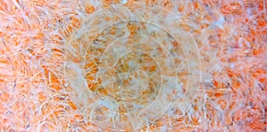 Orange fabric fibers at the microscope