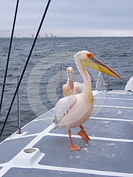 Female Great White Pelican Walking on Deck