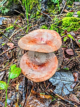 Orange Fairy Cup Mushrooms