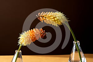 Orange fairy flowers in transparent vases in front of each other