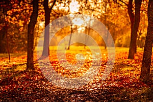 Orange fall  leaves, autumn natural background in park with sun beams