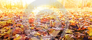 Orange fall  leaves, autumn natural background in park with sun beams