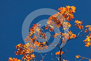 Orange Fall Leaves with Blue Sky