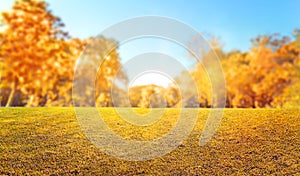 orange fall leaves in forest, autumn natural field background with blurred bokeh and sun rays