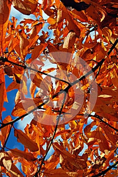 Orange Fall leaves on a tree