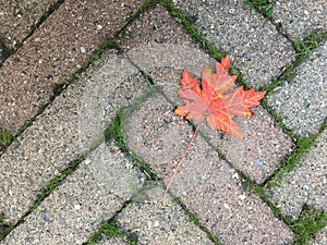 Orange fallen leaf on brick walkway