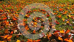 Orange fallen leaves blown by wind, leaves on green grass in autumn park