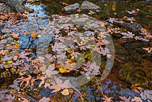 Orange fallen maple leaves on the water. Autumn natural background. Autumn atmosphere image in fall season