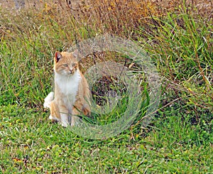 Orange Farm Cat