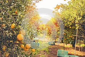 Orange farm ready to harvest