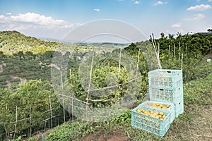 Orange farm ready to harvest