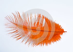 Orange feather