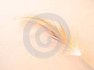 Orange Feather on Blue Background Bird Wing Line Retro with Light,Soft Smooth Gradient Color Pattern Texture