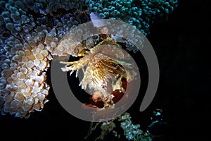 Orange Feather Duster Worm (Sabellastarte spactabilis)