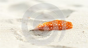 Orange Feather on Sandy Beach