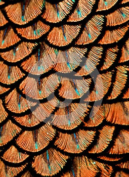 Orange Feathers