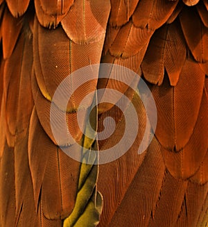 Orange Feathers