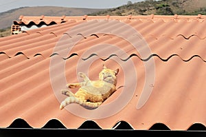 Orange Felis Catus cat charm lying on the roof photo