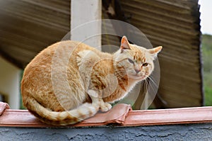 An orange Felis Catus cat resting on the fence photo