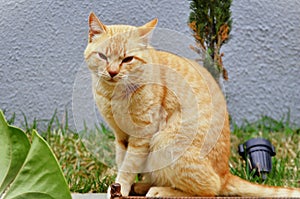 An orange Felis Catus cat sitting on the low wall photo