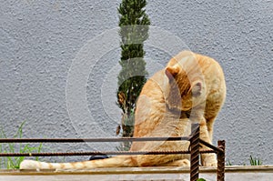 An orange Felis Catus licking its fur photo