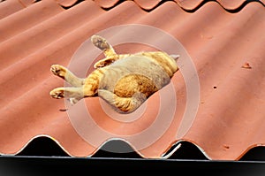 Orange Felis Catus sleeping peacefully on the roof in sunny day photo