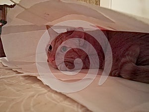 Orange female cat inside a bag playing