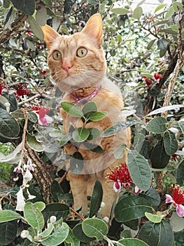 Orange female cat among the leaves of a climbing feijoa tree