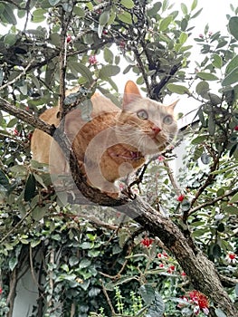 Orange female cat among the leaves of a climbing feijoa tree