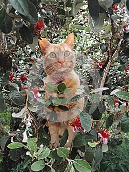 Orange female cat among the leaves of a climbing feijoa tree