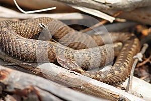 Orange female common adder