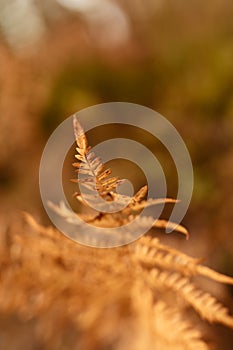 Orange Fern leaves in autumn, closeup, shallow depth of field. Evening sun lit