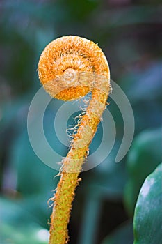 Orange fern shoot