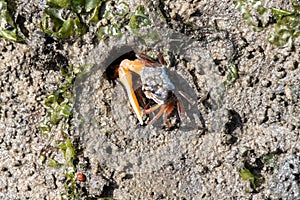 Orange fiddler crab, Gelasimus vocans