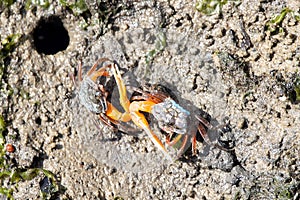 Orange fiddler crabs, Gelasimus vocans