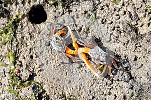 Orange fiddler crabs, Gelasimus vocans