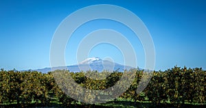 Orange field in sicily photo