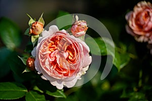 Orange filled rose flowering with buds on rose bush in summer garden.