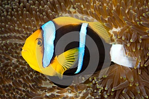 Orange Fin Anemonefish