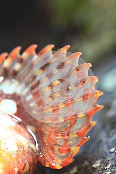 Orange fin scorpion fish