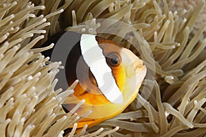 Orange-Finned Anemonefish