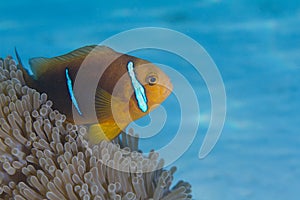 Orange-Finned Anemonefish in Bora Bora