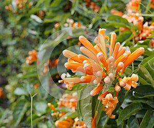 The orange firecracker flower
