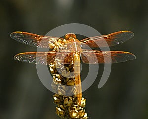 Orange Firey Skimmer Dragonfly on Dry Mullein Stalk