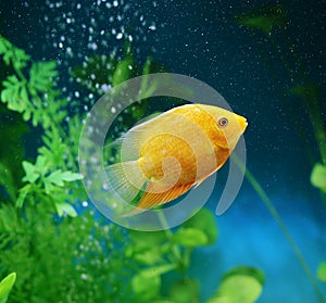 Orange fish among the bubbles in the aquarium. Cichlasoma severum,cichlid photo