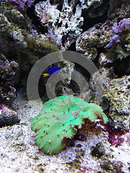 Orange fish clown nemo purple coral  Red Coral blue fish sea anemone sea lettuce polyps feeding hairs