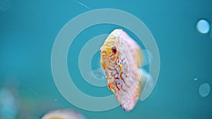 Orange fish Discus Symphysodon swimming in the aquarium