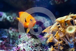 Orange fish swimming in an aquarium