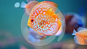 Orange fish swimming in the aquarium with other fishes