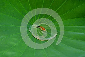 Orange fish in water drop on green lotus leaf the art in nature